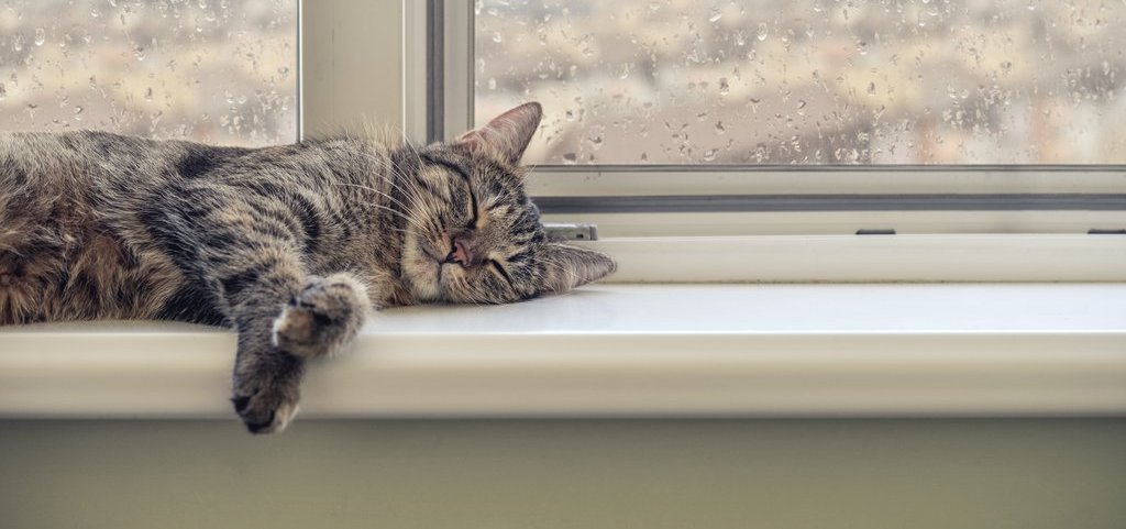 Hochwertige Fensterbänke bei Gschwander in Heddesheim Eine Katze schläft auf der Fensterbank, draußen regnet es